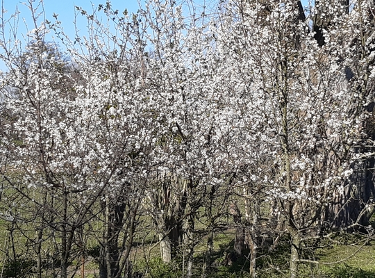 1,5 miljoen euro voor meer natuur dicht bij de mensen Kleine wildernissen